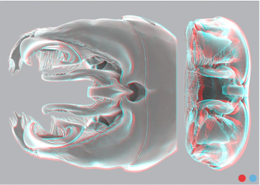 Genitalkapsel in 3D für die Betrachtung mit Stereo-Brille