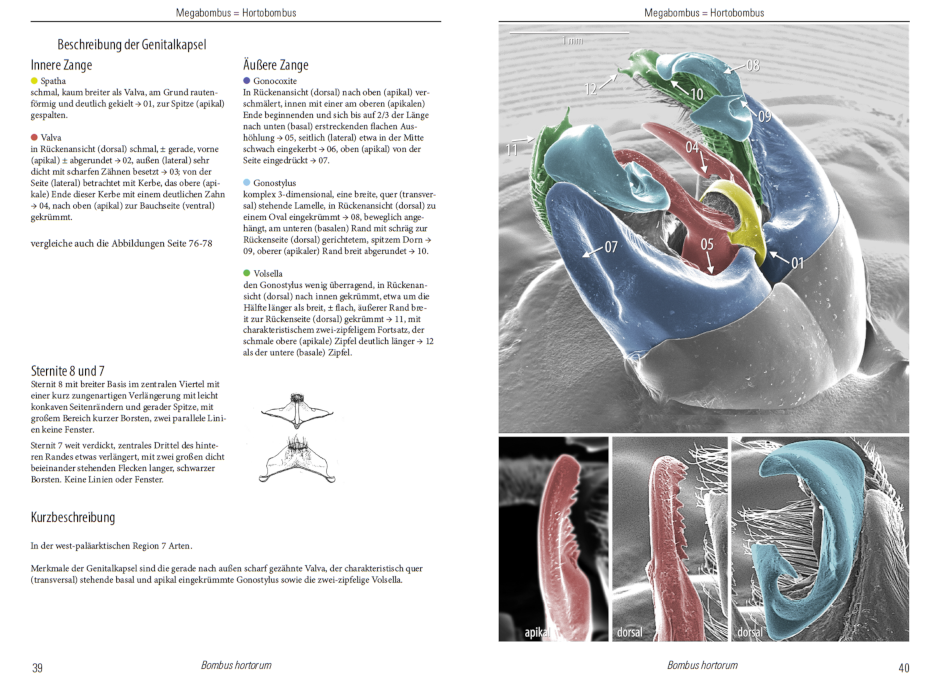 Doppelseite: Beschreibung der Genitalkapsel Bombus hortorum in Text und Abbildung