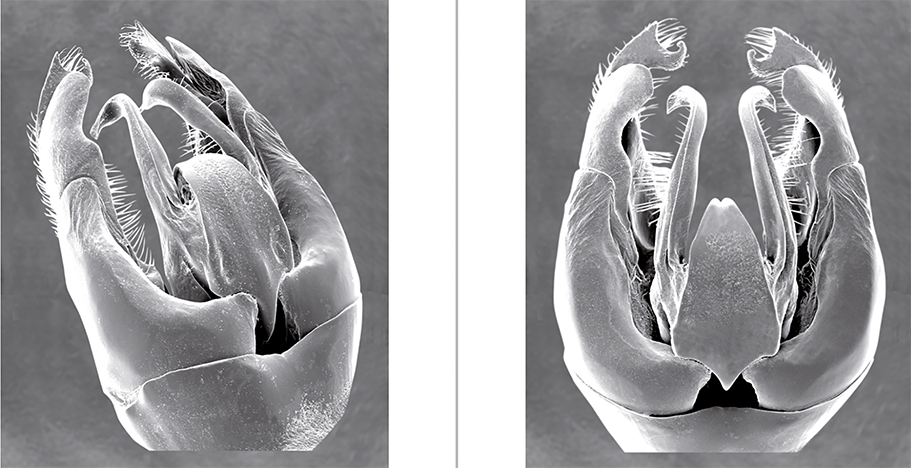 >Genitalkapsel Bombus (Kallobombus) soroeensis schräg seitlich und von der Rückseite (dorsal)
