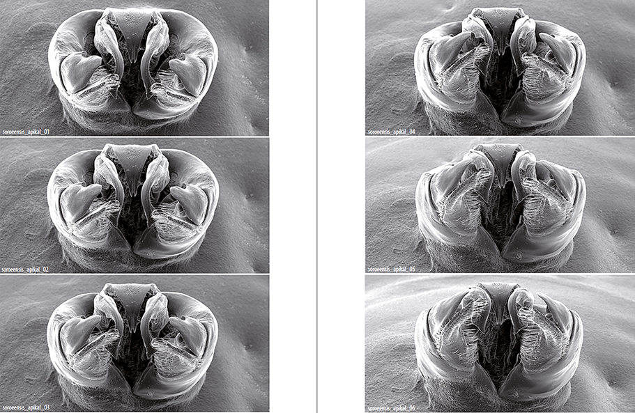 Genitalkapsel Bombus (Kallobombus) soroeensis series viewed from above (apically) each tilted 5°