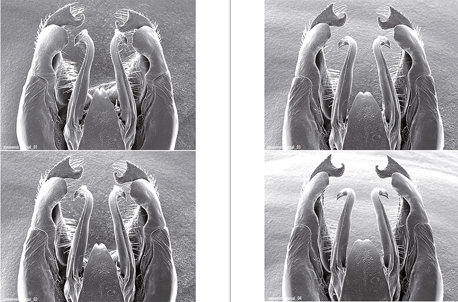 Genitalkapsel Bombus (Kallobombus) soroeensis  series viewed from dorsal side (dorsal) each tilted 5°